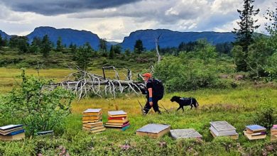 Kvinne med rød caps og sekk med hund bak seg går tur i flott fjelllandskap. Det er manipulert inn gamle bøker som ligger i lyngen.